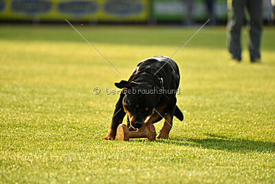 Yakima vom Hause Neubrand