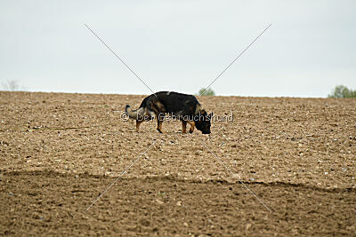 Yaro von Lindesfarne