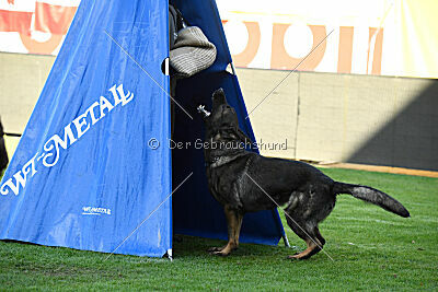 Yoggi aus der Königshöhle