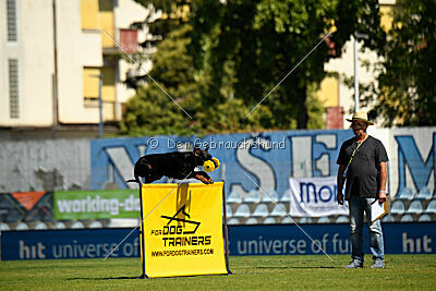 Zaphira Zombie Alary Aslar