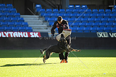 Zemelya iz Vorta Wernogo