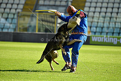 Zeus vom Schloß Solitude