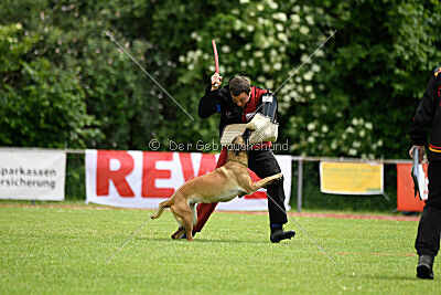 ne pas toucher Ambra