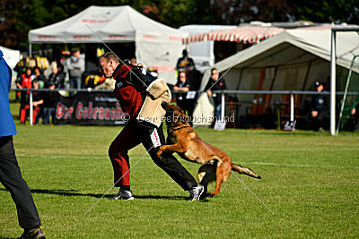 working-dog Bradana