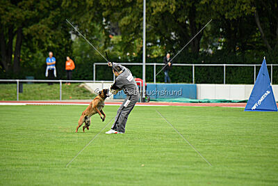 working-dog Esh