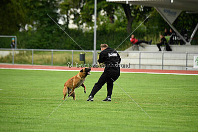 working-dog Esh