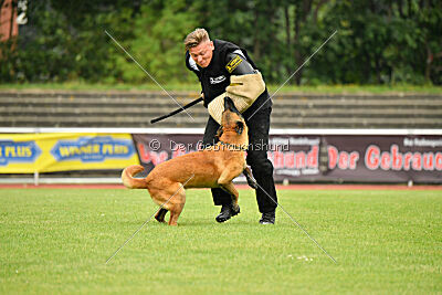 working-dog Esh
