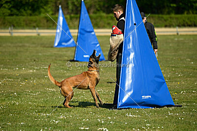 working-dog Frieda