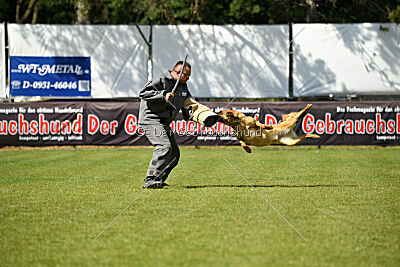 working-dog Gwendolin