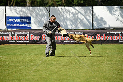 working-dog Gwendolin