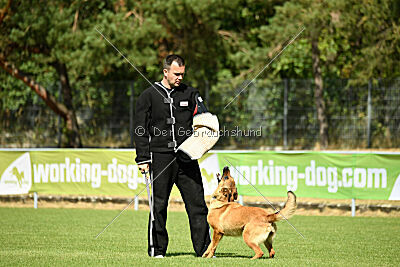 working-dog Gwendolin