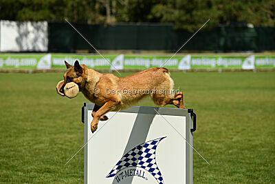 working-dog Gwendolin