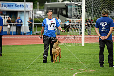 working-dog Gwendolin