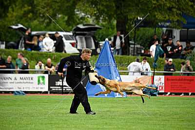 working-dog Gwendolin