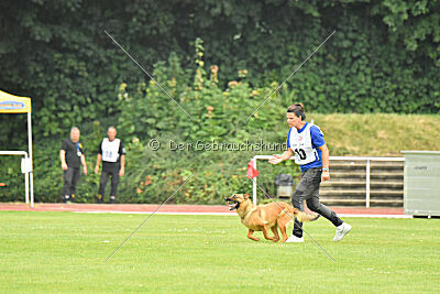 working-dog Gwendolin