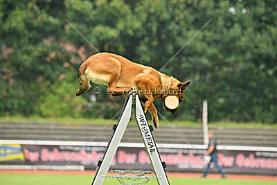 working-dog Gwendolin