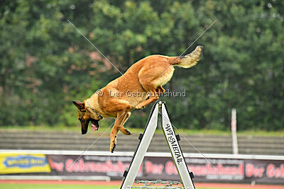 working-dog Gwendolin