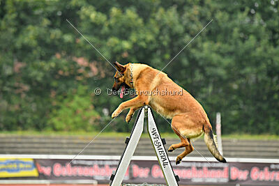 working-dog Gwendolin