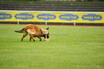 working-dog Gwendolin
