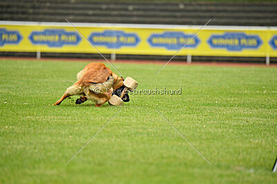 working-dog Gwendolin