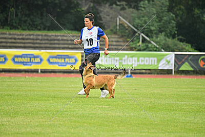 working-dog Gwendolin