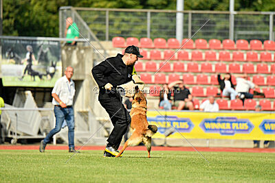 working-dog Gwendolin