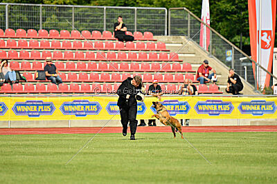 working-dog Gwendolin