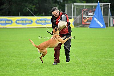 working-dog Hailey