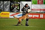 working-dog Frieda