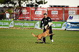 working-dog Frieda