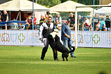 Zorra vom Steintor Rott