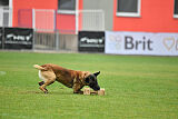 Donar Bestiaras