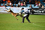 Donar Bestiaras