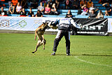 Donar Bestiaras