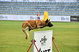 Indy vom Causa Nostre Letitia