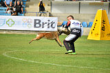 Fiona Marshall Dogs