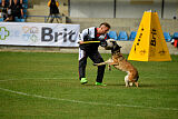 Fiona Marshall Dogs