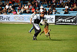 Fiona Marshall Dogs