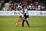 Fiona Marshall Dogs