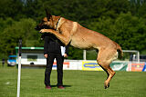 Jasper vom Streitwald