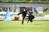 Dragon an der Borg