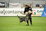 Xmolly vom Wolfsdreieck