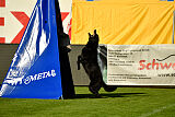 Crawall fortis lupus