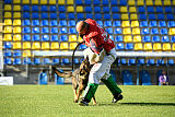 Molinaridogs Johnny