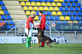 Molinaridogs Johnny
