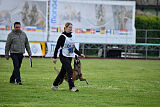 Working Malinois Daisy