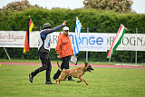 Xoltan vom Gsiberger