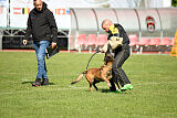 Harley Quinn Force Canina