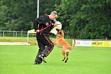 working-dog Hailey