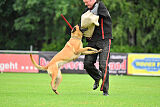working-dog Hailey